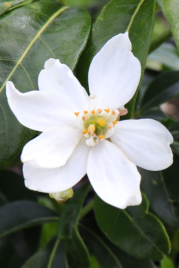 close up of Choisya Ternata white flower and green foliage