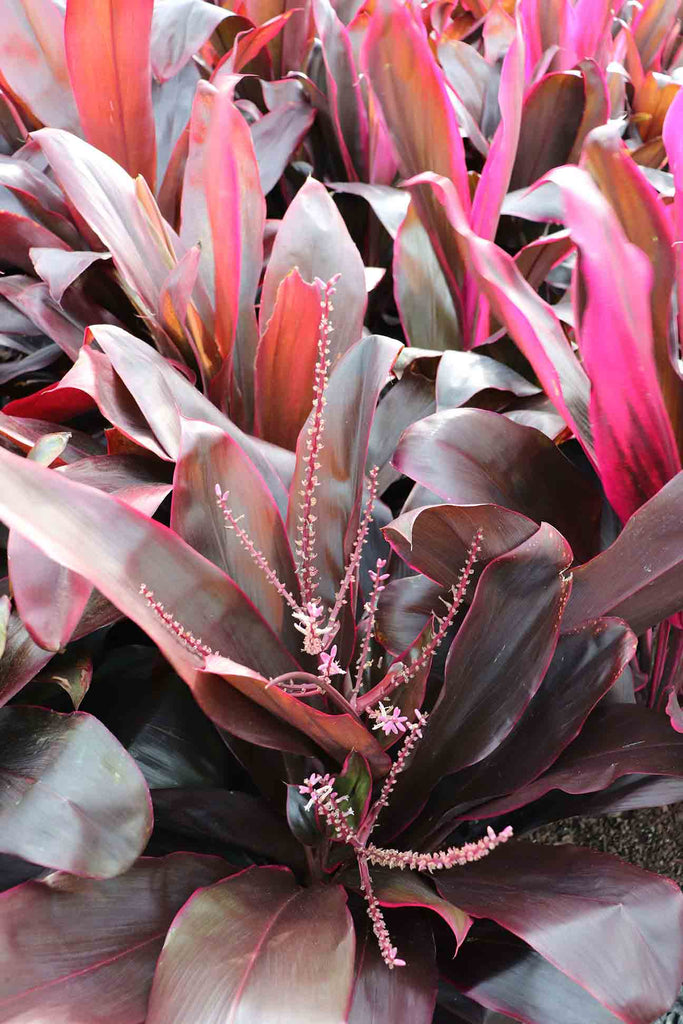 Close up of the Cordyline fruticosa Rubra red to pink foliage and pink and white flower
