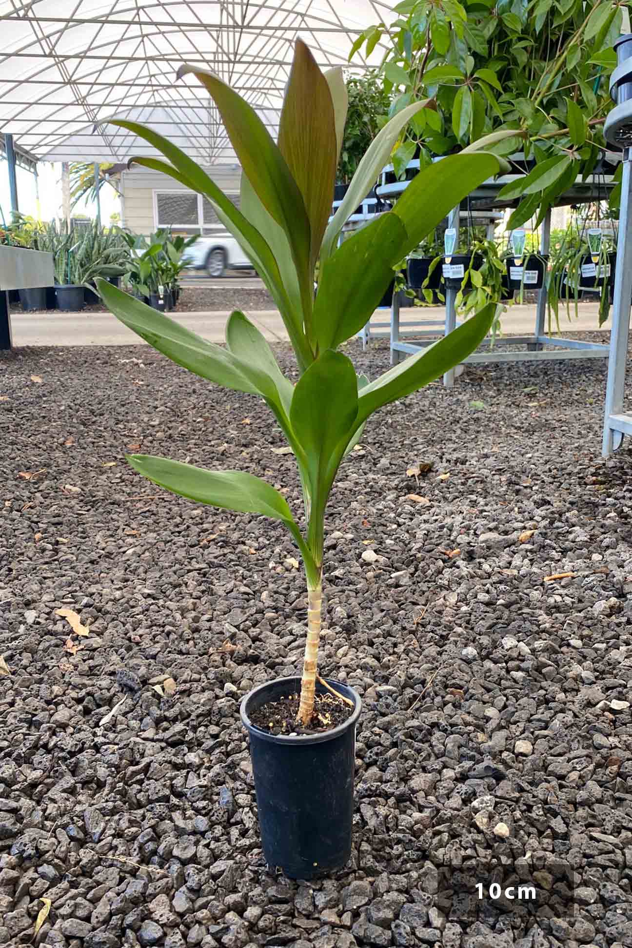 Cordyline fruticosa 'Glauca' – Dinsan Nursery