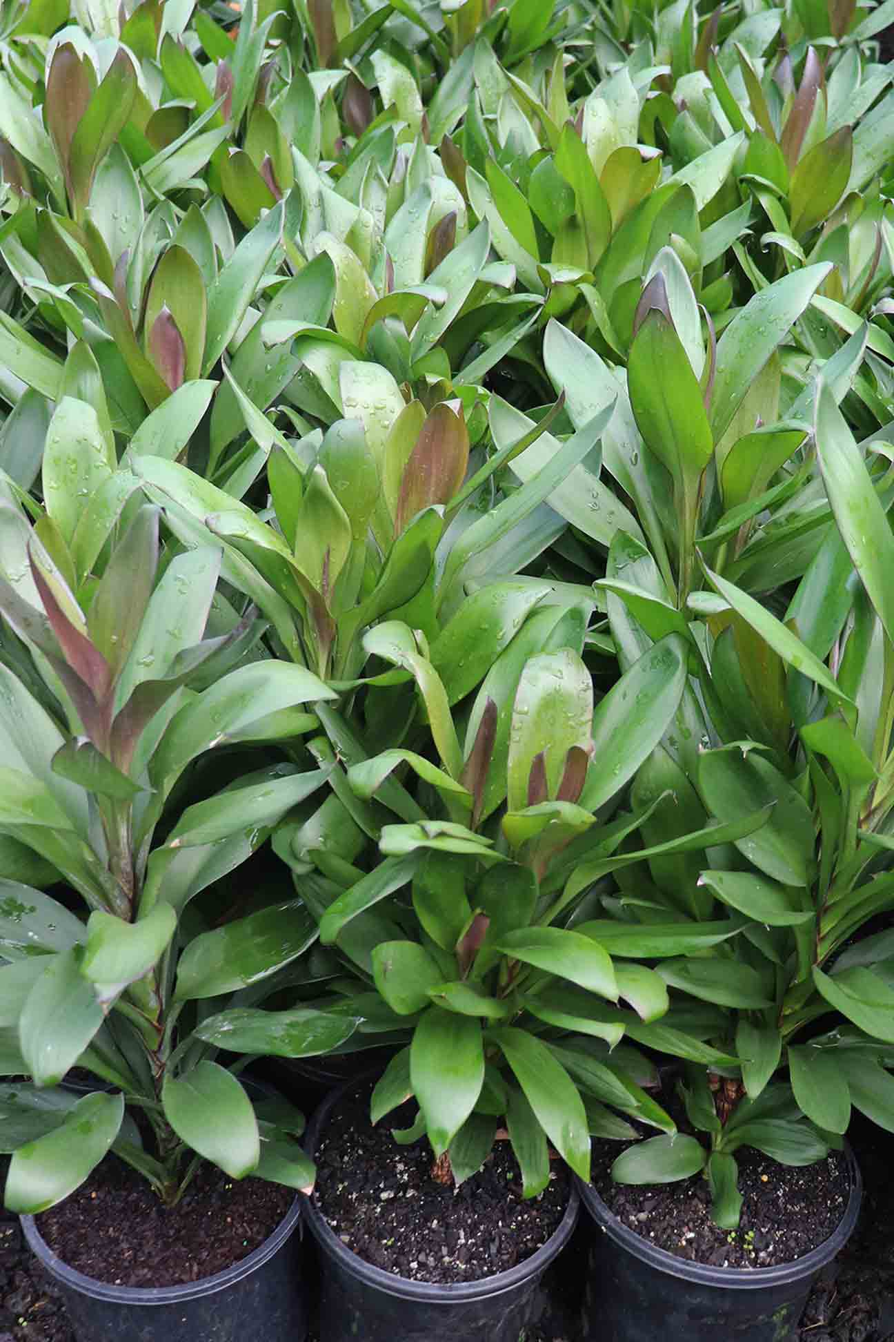 Cordyline fruticosa 'Glauca' – Dinsan Nursery