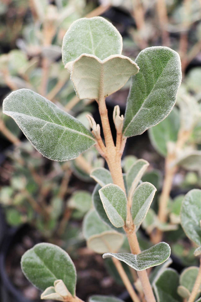 A close up image of the silver-green leaves on a Correa alba plant at Dinsan Nursery.