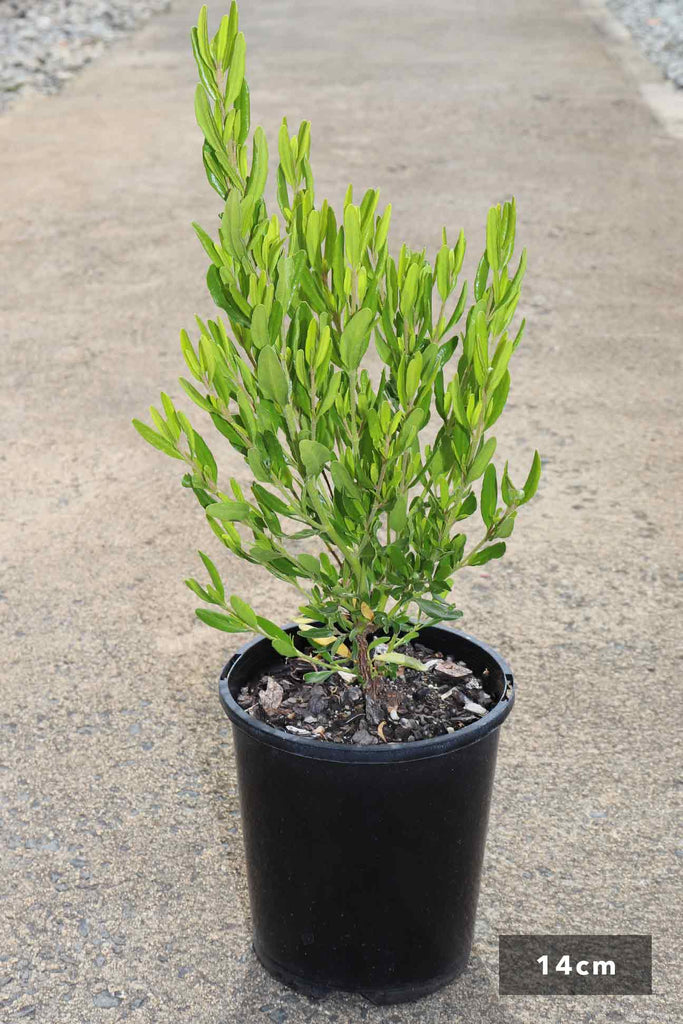 Correa glabra Green in 14cm black pot