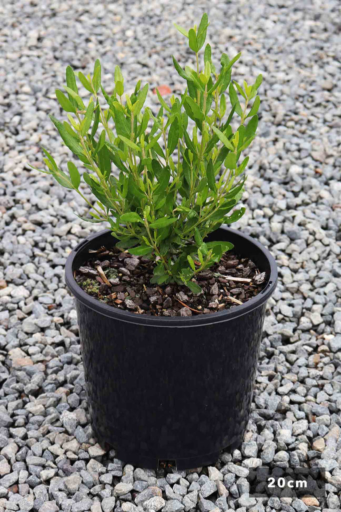 Correa Glabra Green in 20cm black pot 