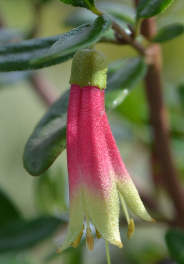 A close up image of Correa Glabra Red flower