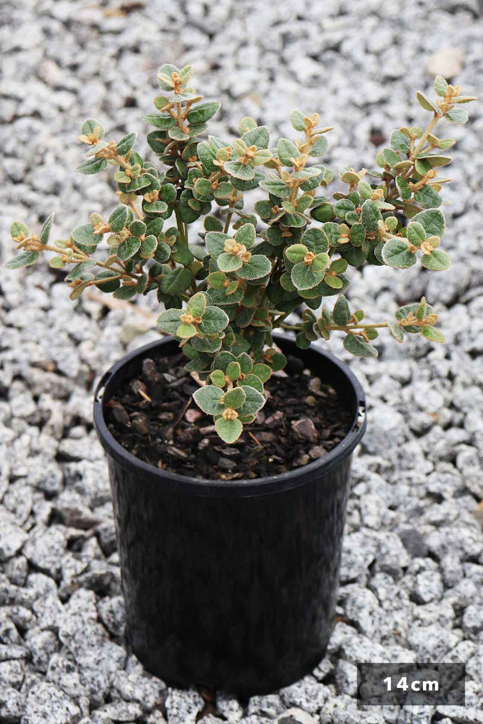 Correa Reflexa Nummarifolia in a black 14cm pot