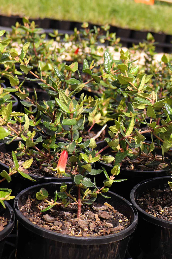 A batch of Correa reflexa plants for sale in growing area at Dinsan Nursery.