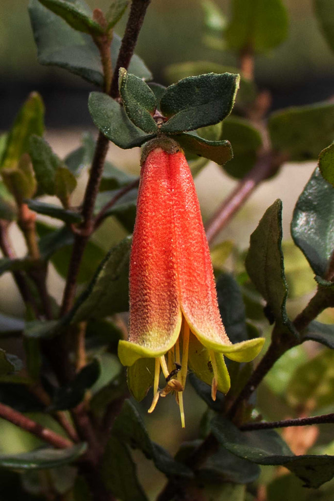An up close image of a Correa reflexa flower. The flower is bell shaped, mostly pink-red with lime tips on the ends.