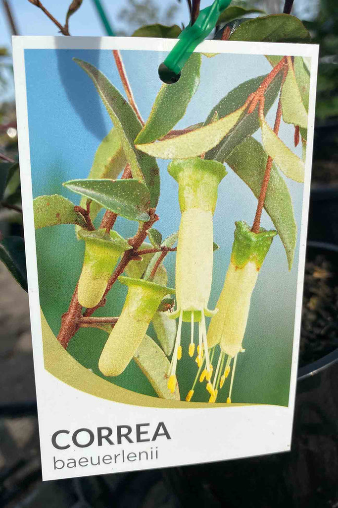 Correa baeuerlenii plant label