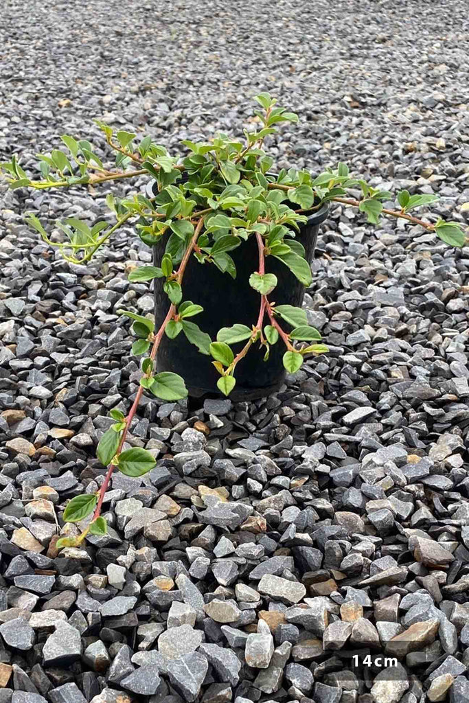 Cotoneaster dammeri in a 14cm black pot