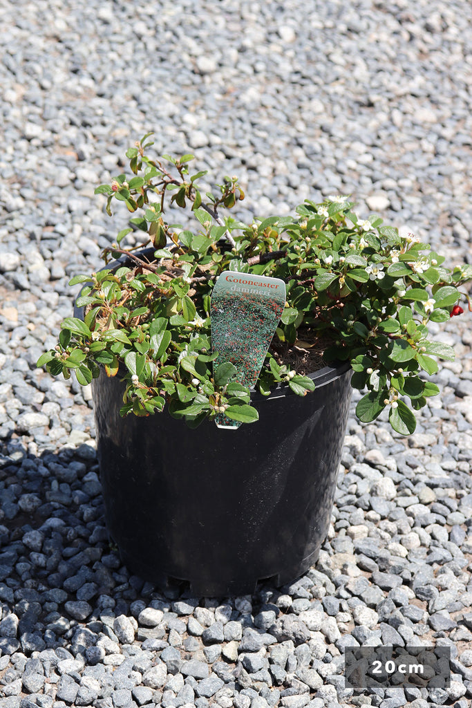 Cotoneaster dammeri in a 20cm black pot 
