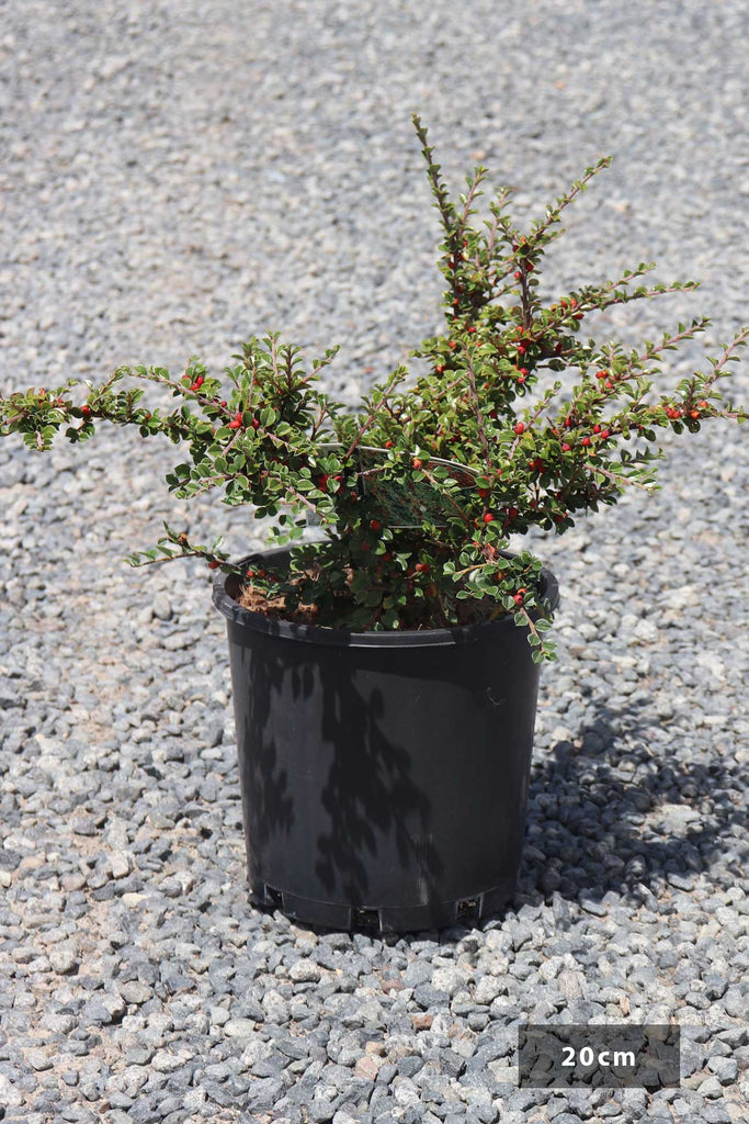 Cotoneaster horizontalis in a black 20cm pot