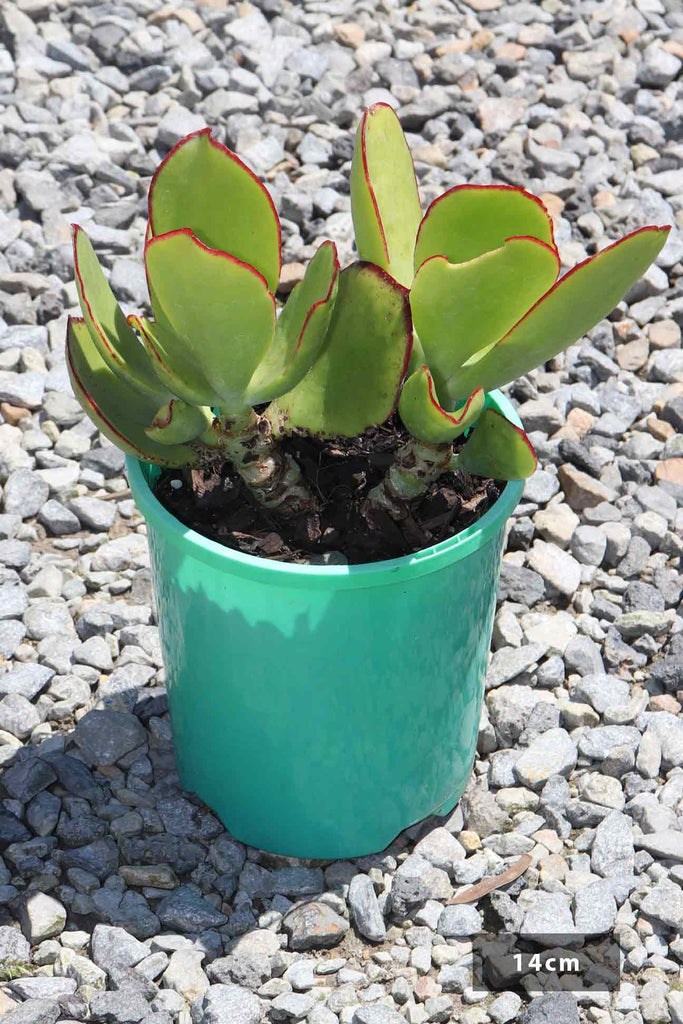 Cotyledon Macrantha in a 14cm pot