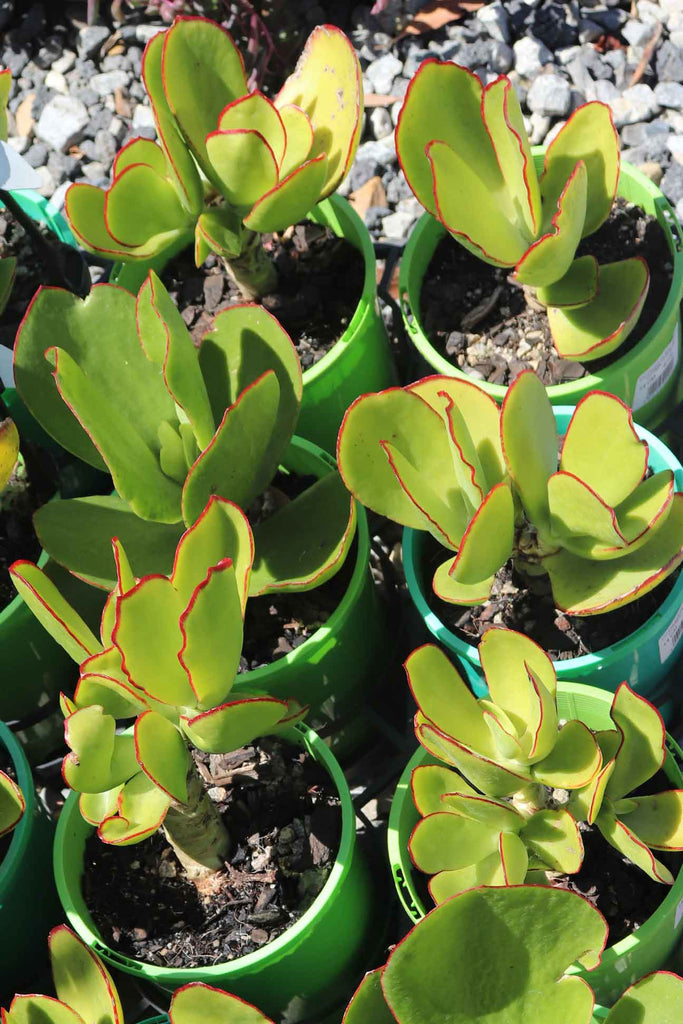 A group of Cotyledon Macrantha in 14cm pots