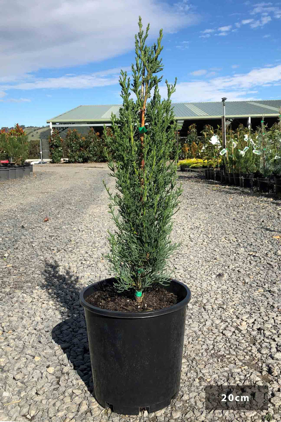 Cupressus Sempervirens 'Glauca' – Dinsan Nursery