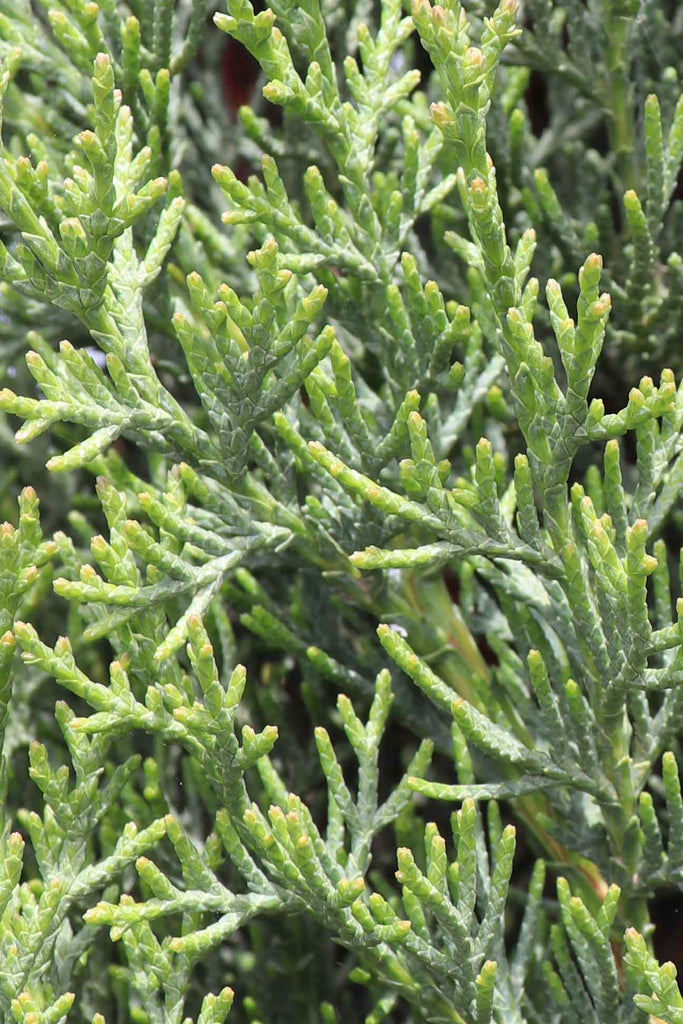 close up of Cupressus Sempervirens Glauca green foliage