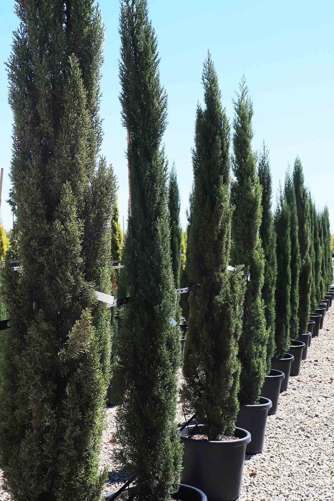 Cupressus Sempervirens 'Glauca' – Dinsan Nursery