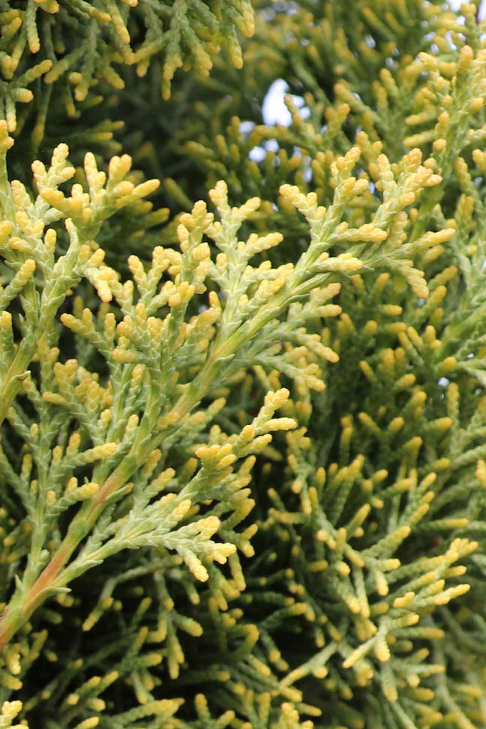 close up of Cupressus Sempervirens Swanes Gold yellow and green foliage