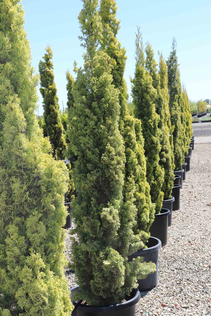a row of Cupressus sempervirens 'Swanes Gold' in black pots