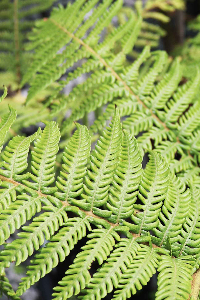 close up of Cyathea Cooperi green fern like leaves