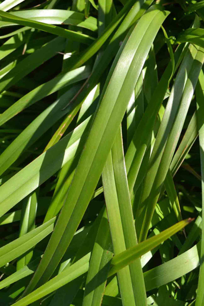 close up of Dianella Caerulea green long foliage