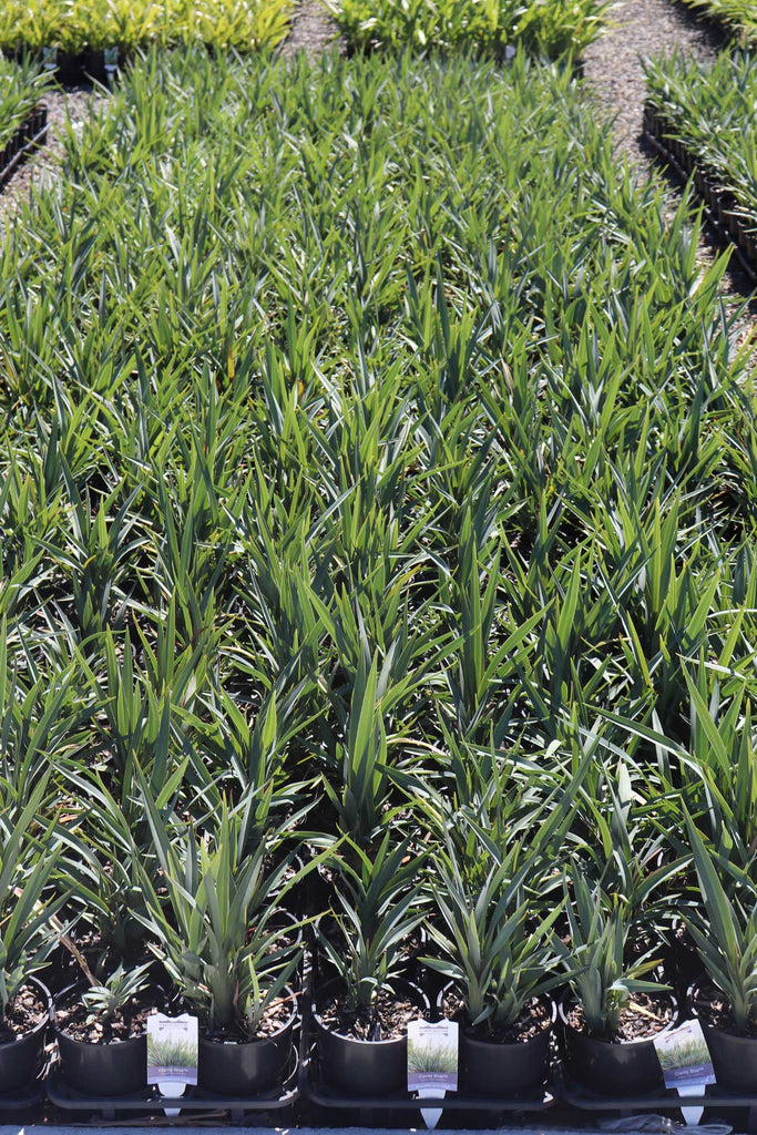 Group of Dianella hybrid Clarity Blue