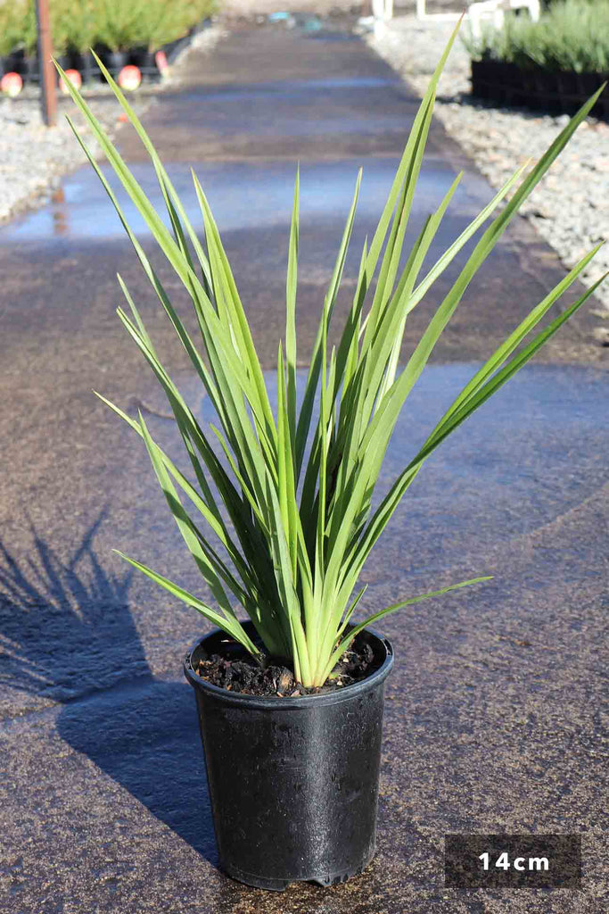 Dianella longifolia in a 14cm black pot
