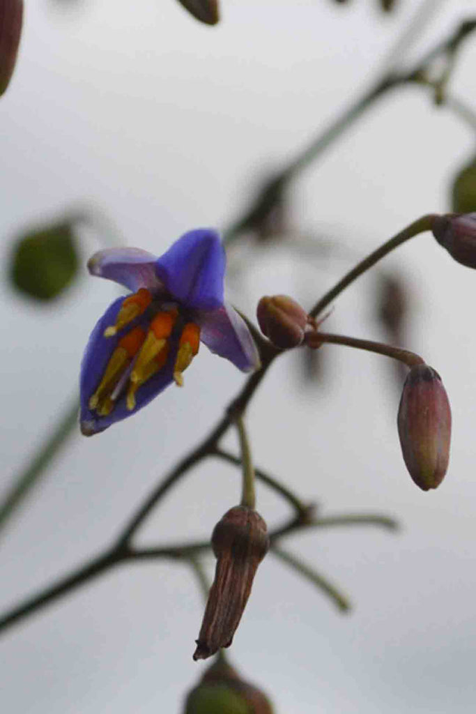 close up of Dianella Longifolia purple flower