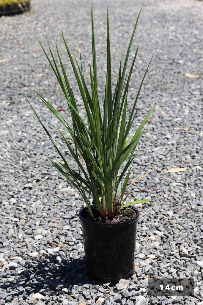 Dianella revoluta ‘Seaspray’ in a black 14cm pot