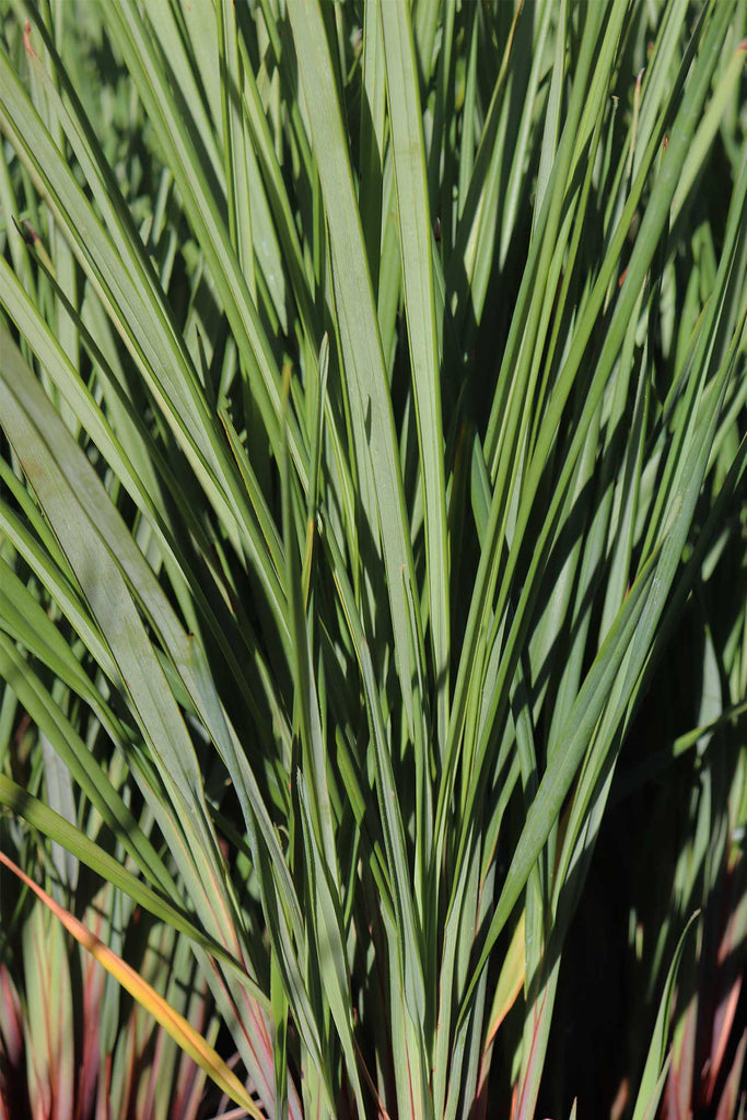 Dianella revoluta ‘Seaspray’ green foliage