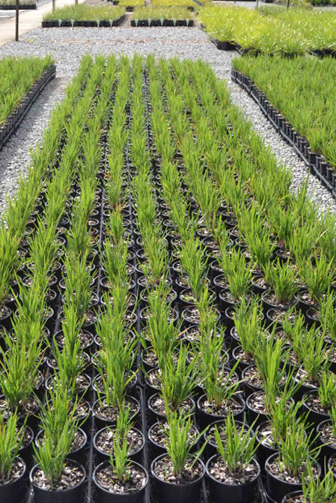 Dianella revoluta group in a 14cm black pots