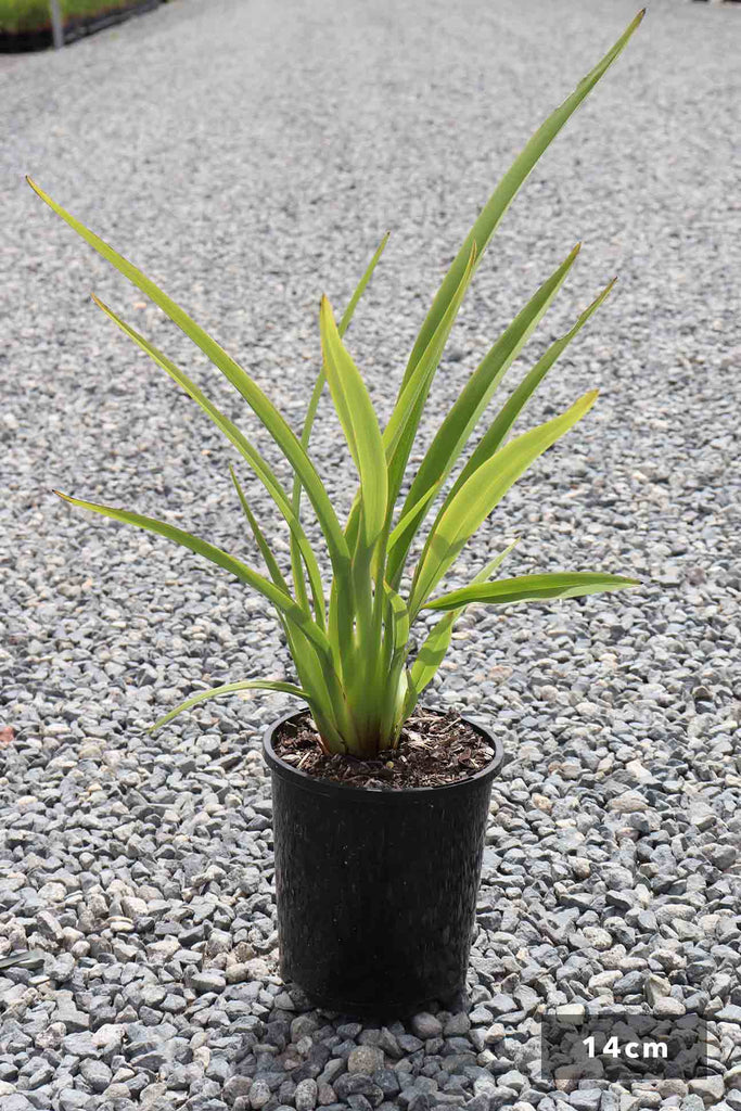 Dianella tasmanica in a 14cm black pot