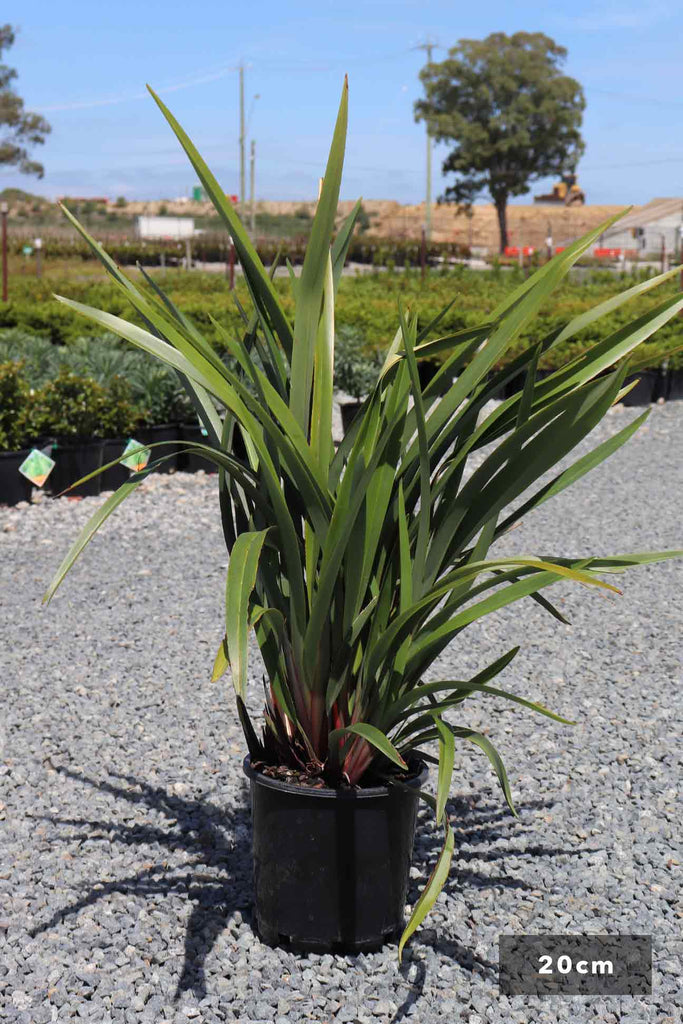 Dianella tasmanica in a 20cm black pot