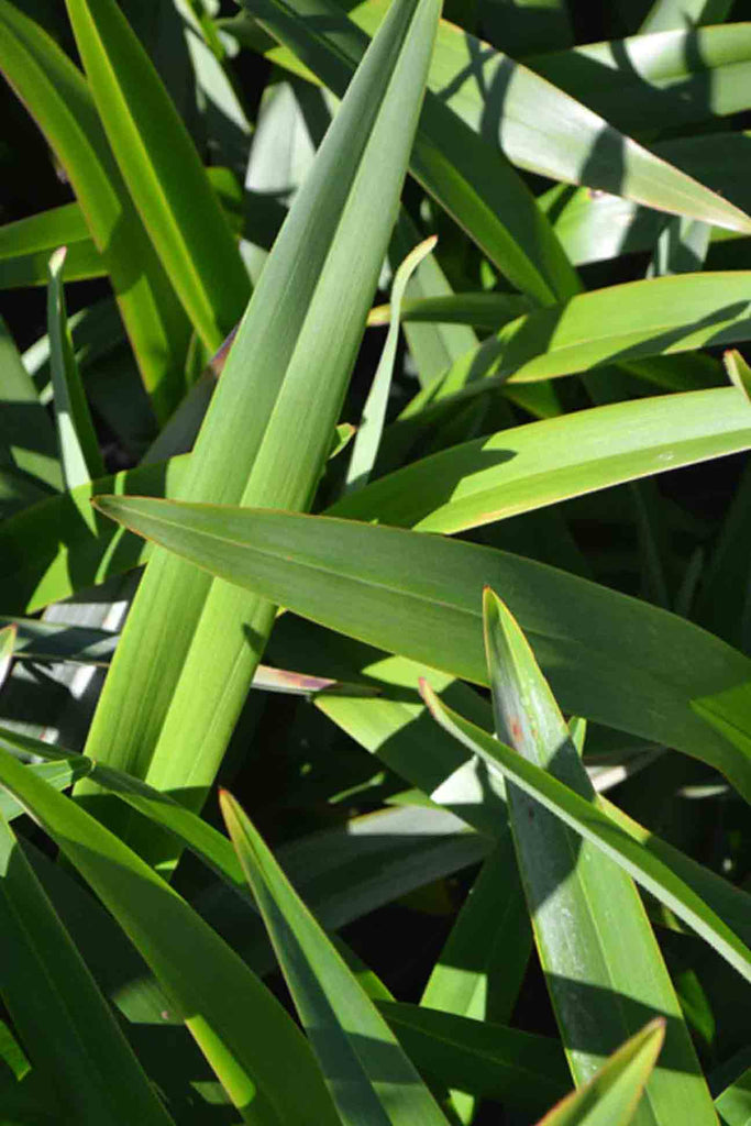 close up of Dianella Tasmanica green grass-like foliage