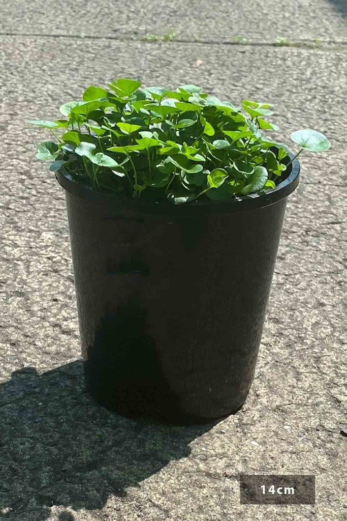 Dichondra repens in 14cm block pot
