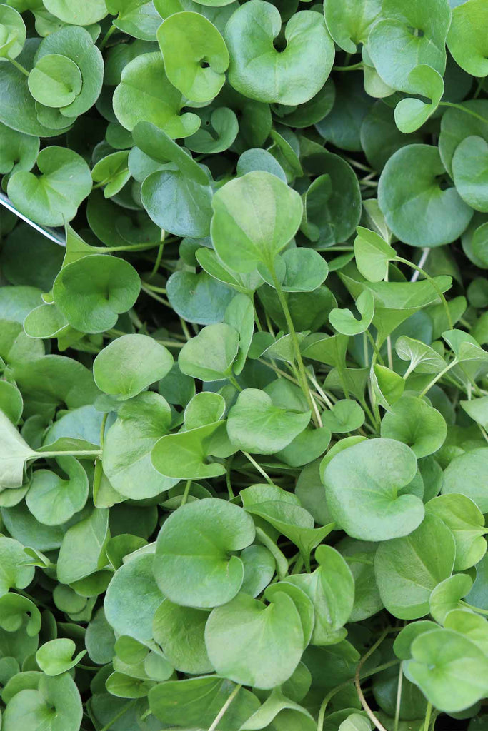 close up of Dichondra repens green foliage