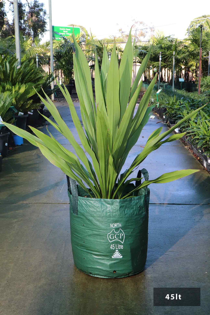 Doryanthes palmeri in a 45 litre bag