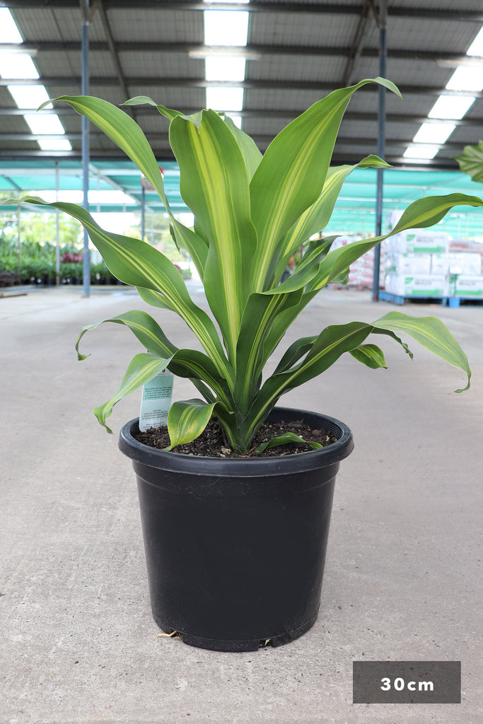 Dracaena Burley in a 30cm black pot