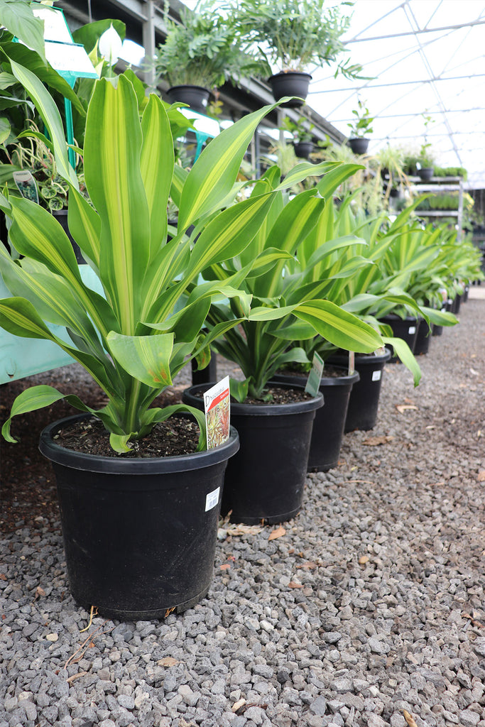 Dracaena Burley in a row