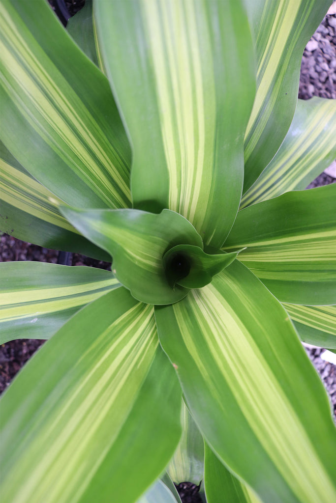 Dracaena Burley leaf