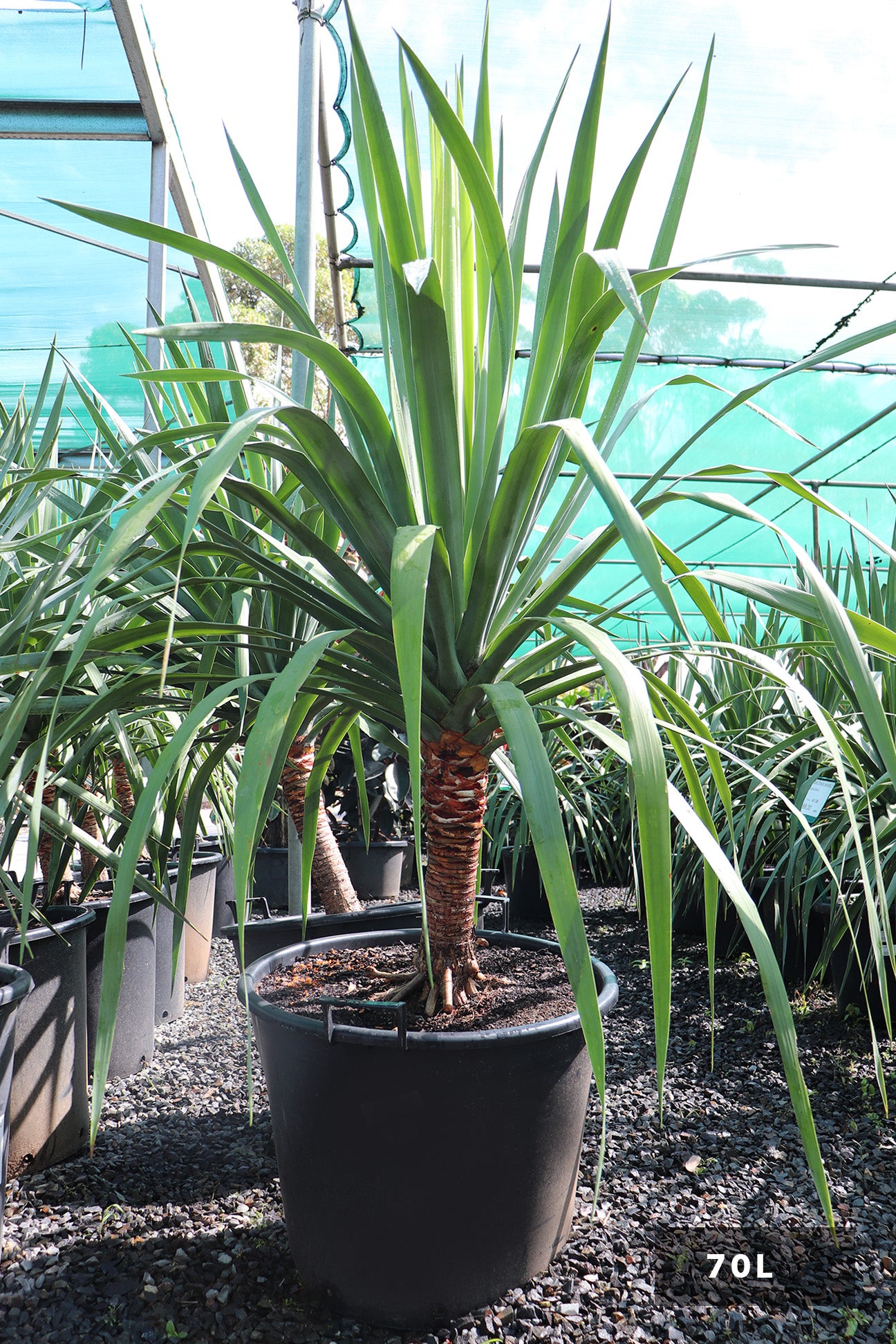dracaena draco in pot Dracaena draco – Dinsan Nursery