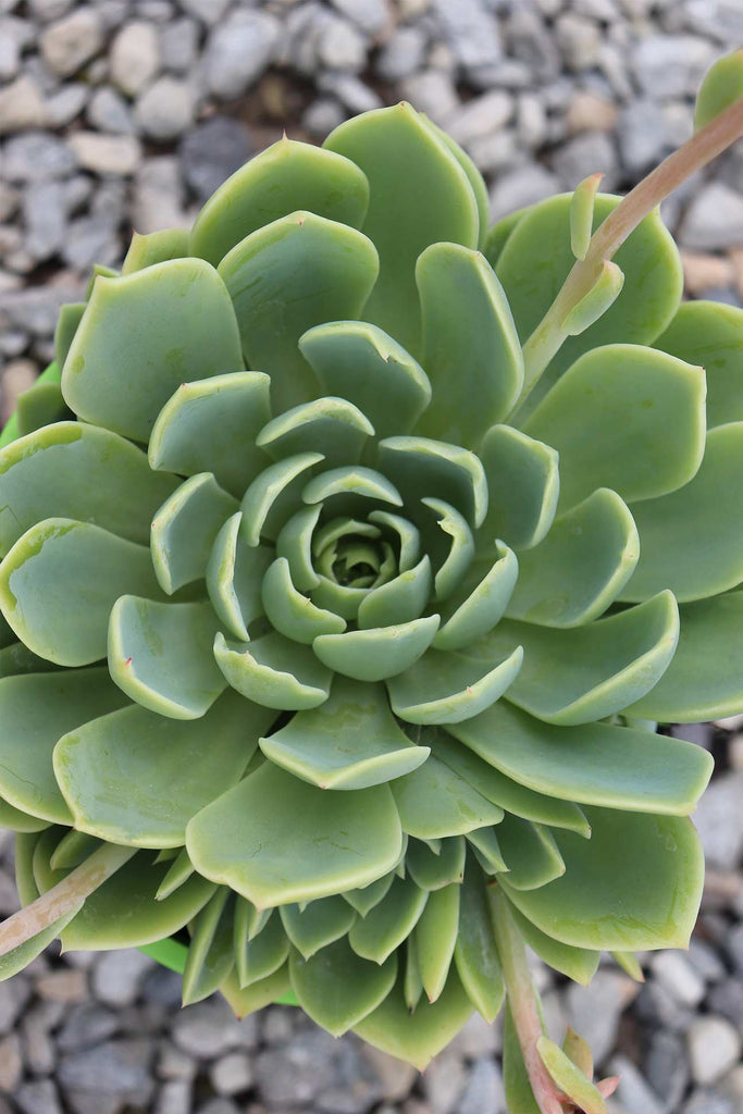 Close up of Echeveria coolvue from above showing the rose formation