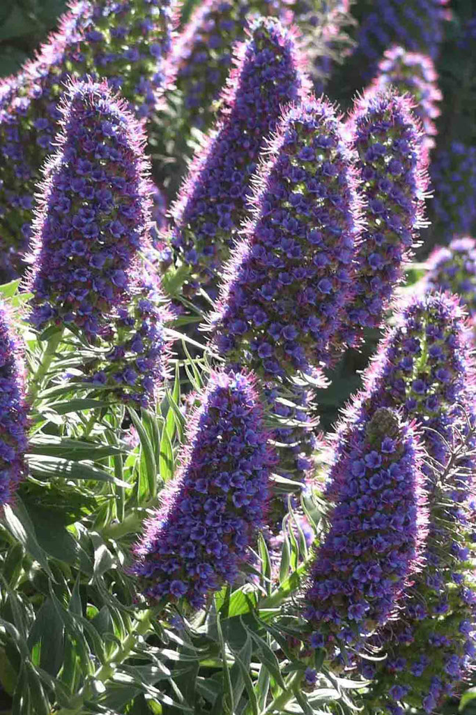 close up of Echium Candicans purple flowers