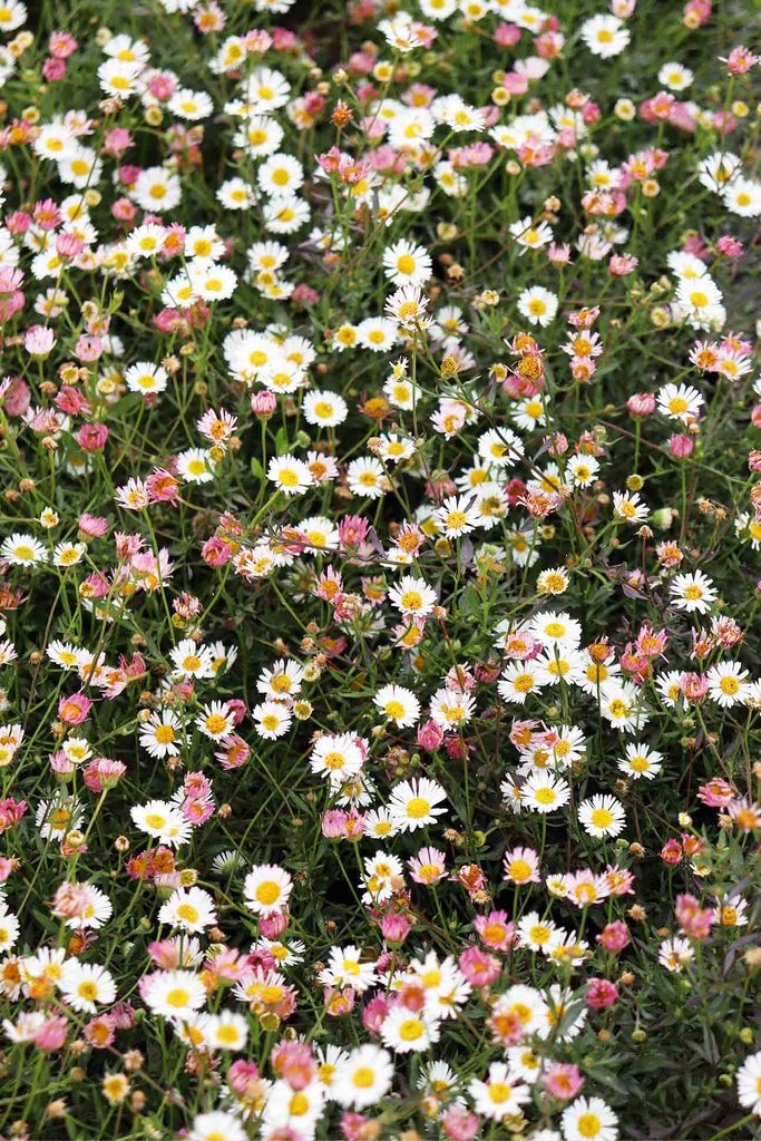 Close up of a group of Erigeron karvinskianus 'Seaside Daisy' foliage and flowers.