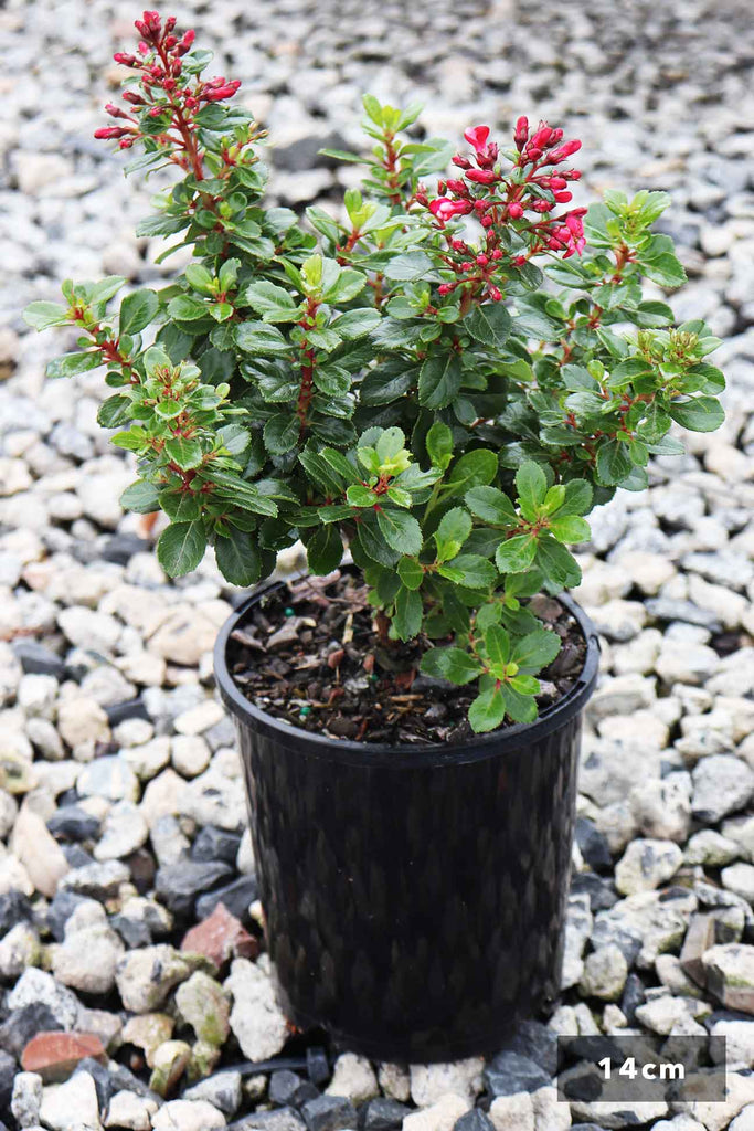 Escallonia Pink Pixie In a 14cm black pot