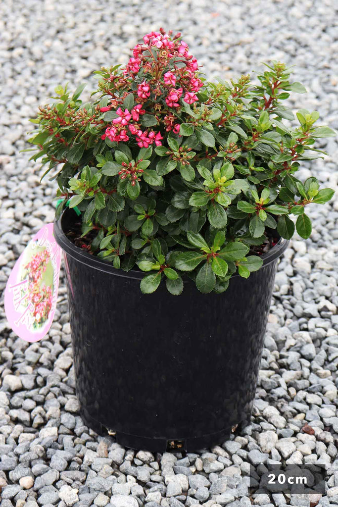 Escallonia Pink Pixie In a 20cm black pot