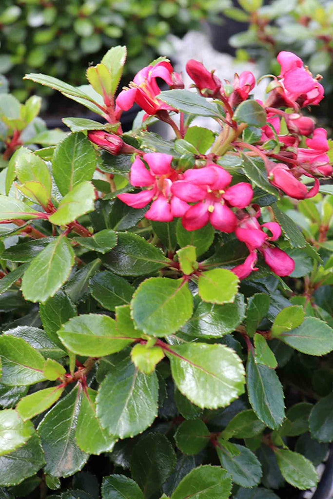 close up of Escallonia Pink Pixie green foliage and pink flowers