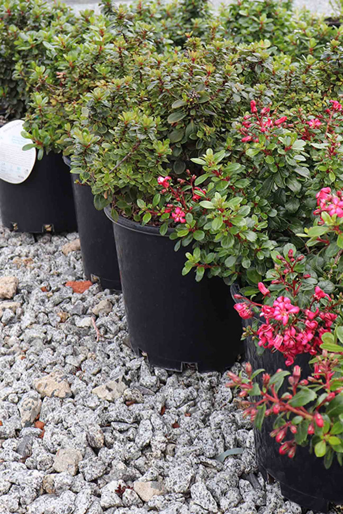 group of Escallonia Pink Pixie in black pots