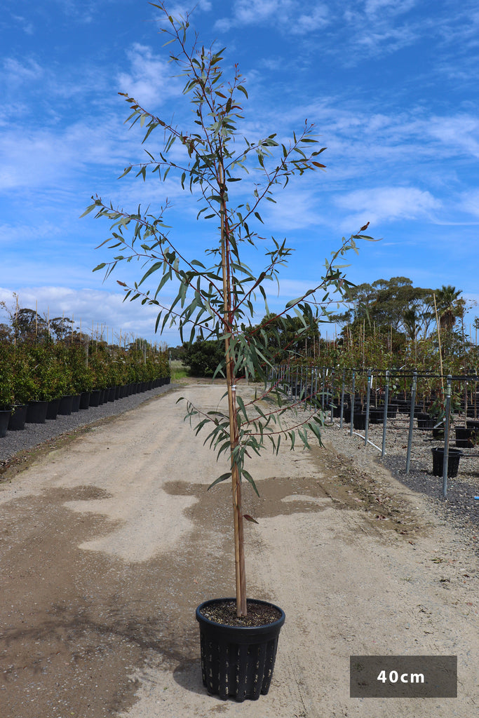 Eucalyptus camaldulensis in 40cm air pruned black pot
