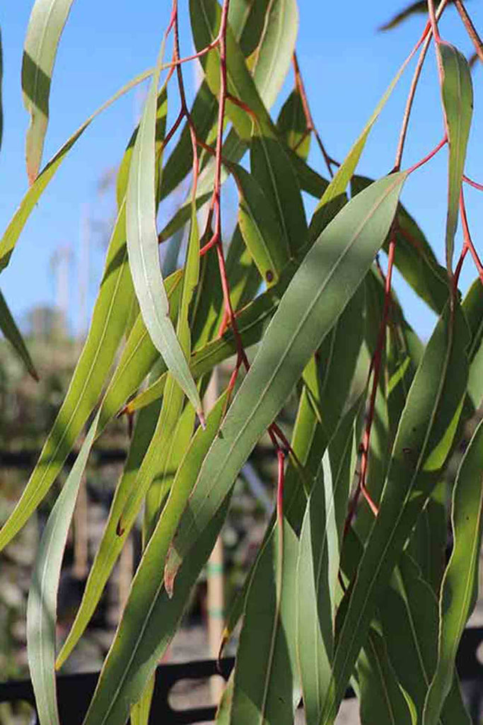 close up of Eucalyptus Citriodora green foliage with reddish coloured branches