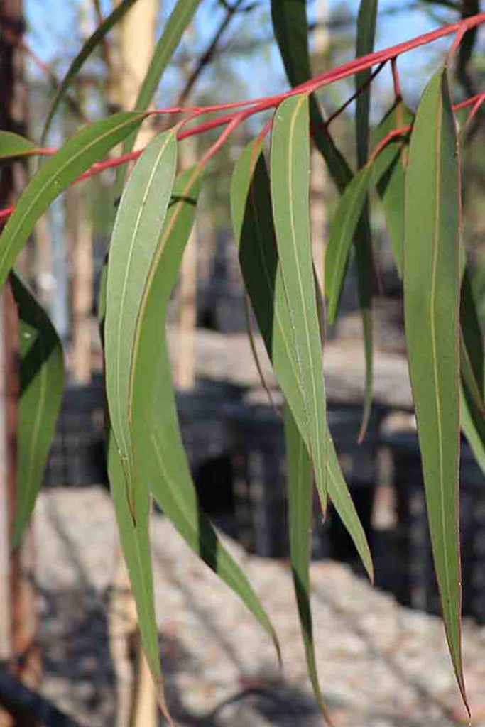 close up of Eucalyptus Citriodora Scentuous green foliage with red branch